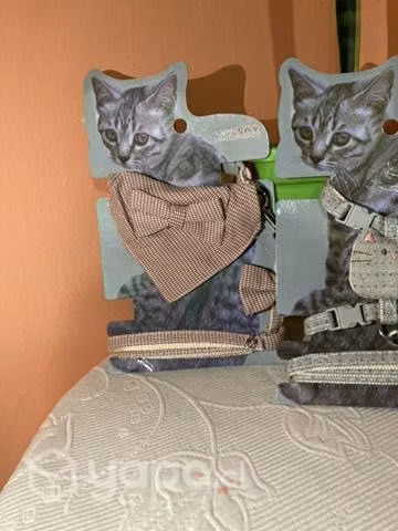 Arnes para gatitos