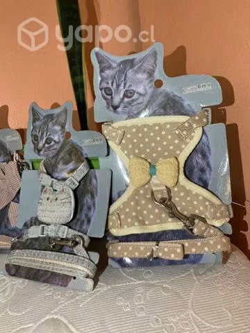 Arnes para gatitos