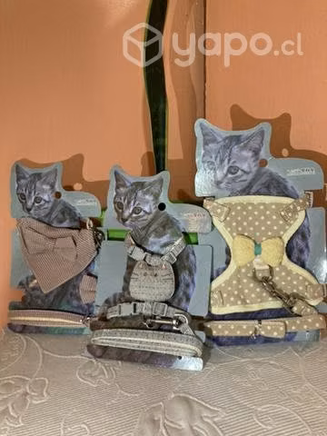 Arnes para gatitos
