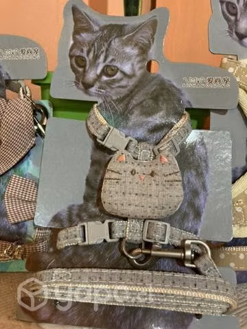 Arnes para gatitos