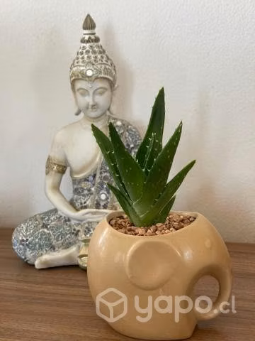 Plantas Decoración