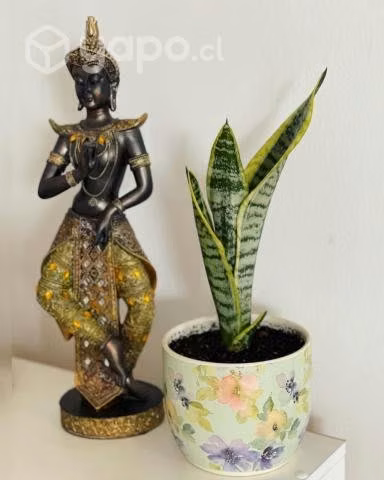 Plantas Decoración