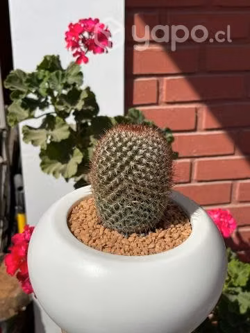 Plantas Decoración