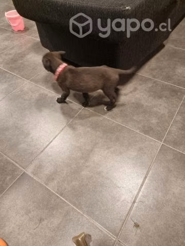Adopcion hermosa cachorra mezcla boxor - Imagen 5