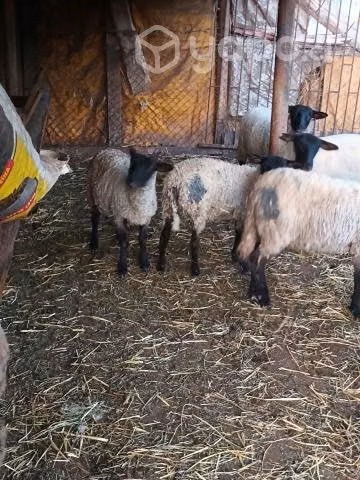 Ovejas y corderos