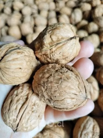 Nueces Chandler