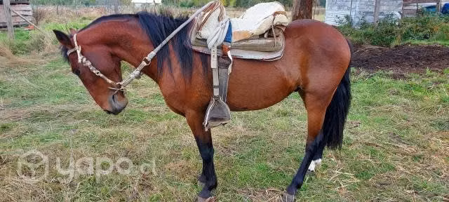 Poni
