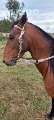 Poni