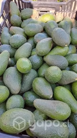 Palta Hass Extra - Chilena