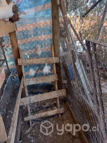 Palomas cola de abanico