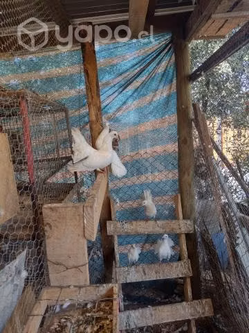 Palomas cola de abanico