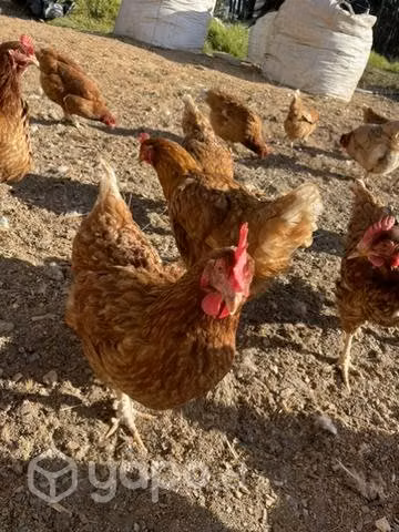Gallinas Hy line brown