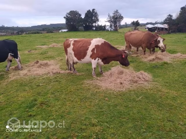 Vaca - Imagen 2