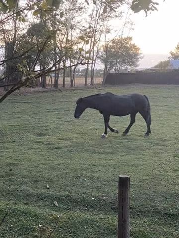Caballo