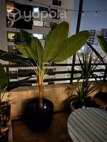 Banano artificial 120 metros