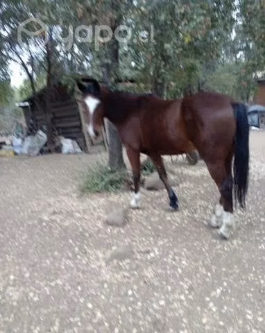 caballo
