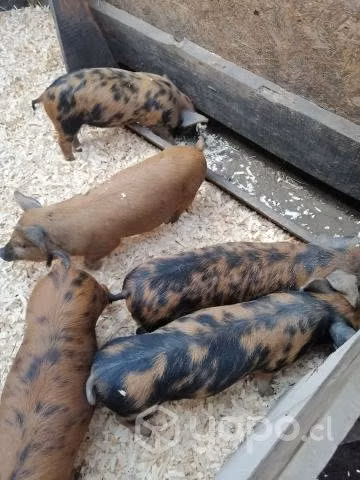 Chanchitos