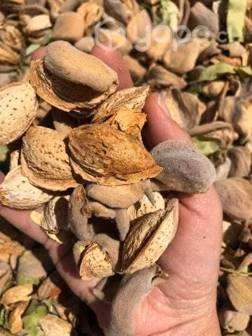 Almendras cosecha 2023 con pelon