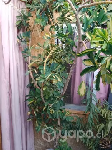 Hermosa Schefflera altura