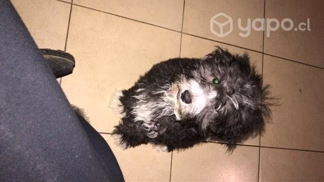 Se regala perrito - Imagen 2