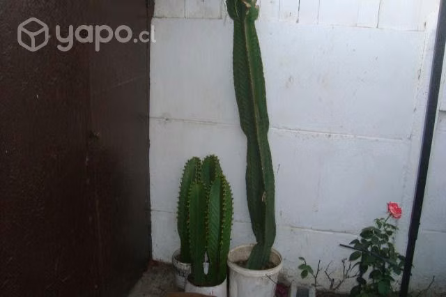 Cactus mexicano