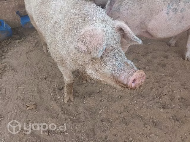 Chancho - Imagen 2