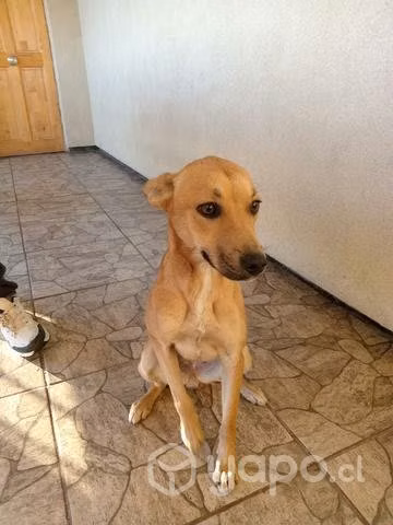 Doy en adopción a cachorrita muy tierna