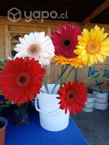 Gerberas de corte