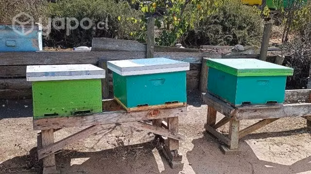 Cajones de abejas