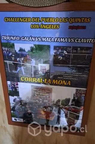 Caballo Carrera a la Chilena - Imagen 2