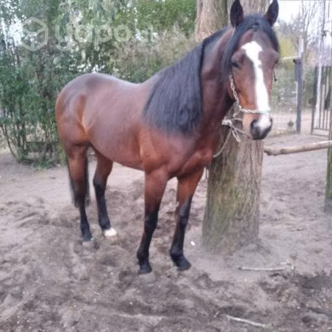 Caballo Carrera a la Chilena