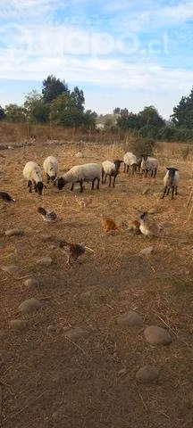 lote ovejas un carnero