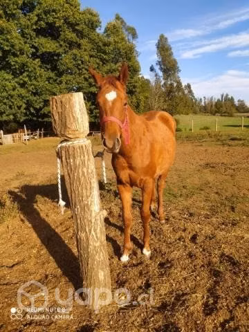 Potranca de 1 año y 5 meses