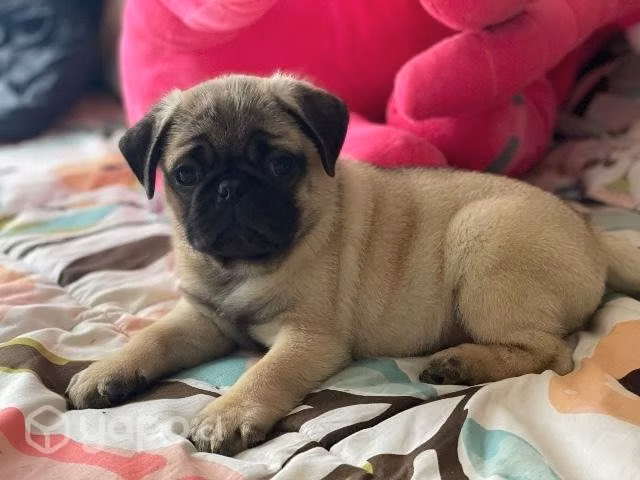 Pug cachorros Hembras y Machos Microchipeados