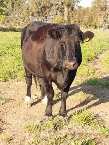 Vaca manza