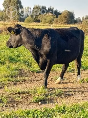 Vaca manza