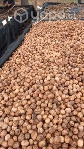 Nueces cosecha 2023