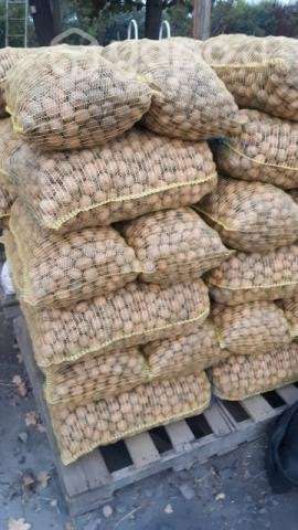 Nueces cosecha 2023 - Imagen 3