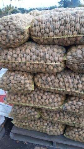 Nueces cosecha 2023 - Imagen 2