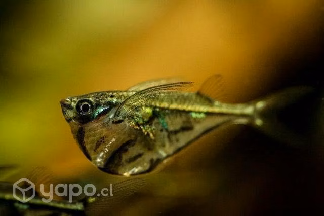 Peces de acuario - Imagen 3
