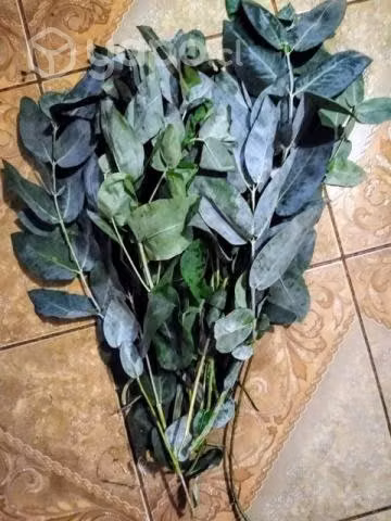 Eucalipto fresco. precio ramos 500 cada uno