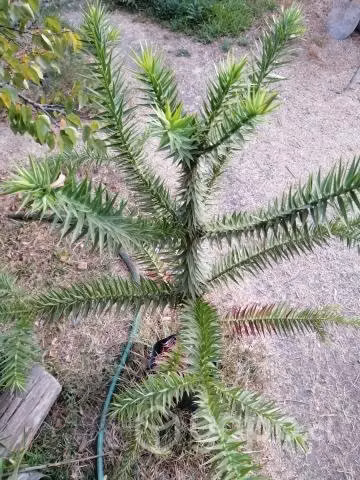Araucaria