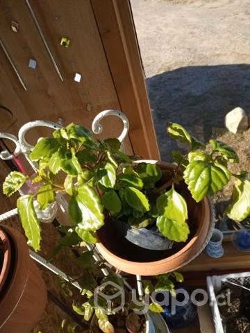Plantas de interior.