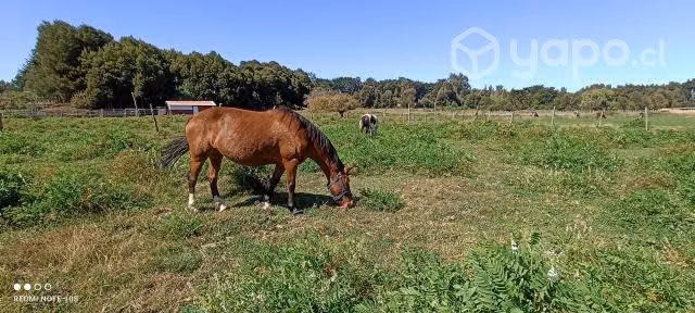 Yegua de 6 años mansita y de buena rienda