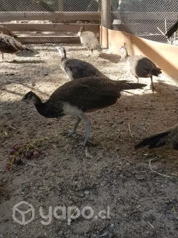Pavos reales! - Imagen 2