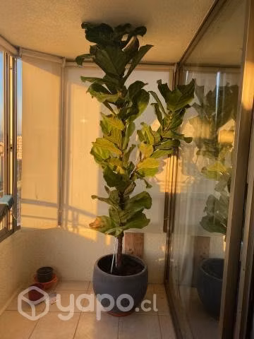 Ficus Lyrata gigante