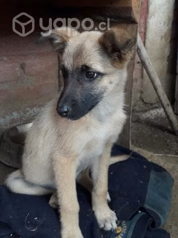 Regalo cachorra - Imagen 2