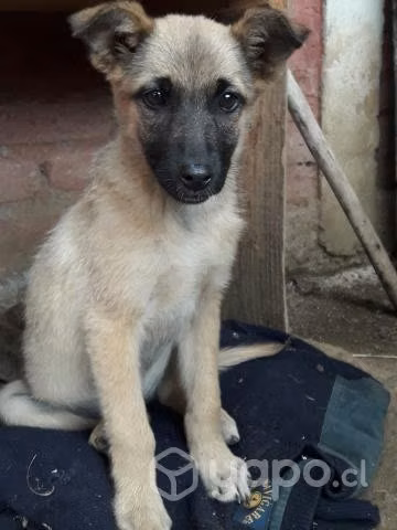 Regalo cachorra - Imagen 3