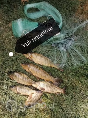 Red de pesca atarraya