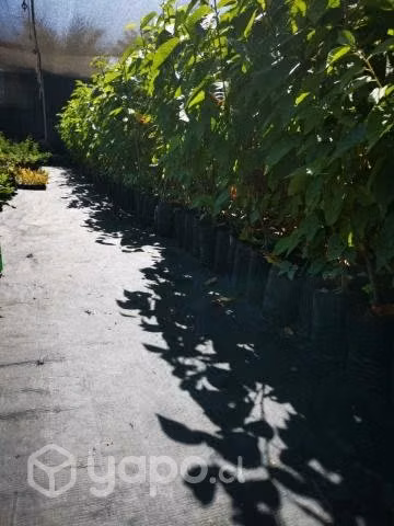 Portainjertos de cerezos